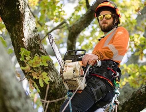 qualified arborists image