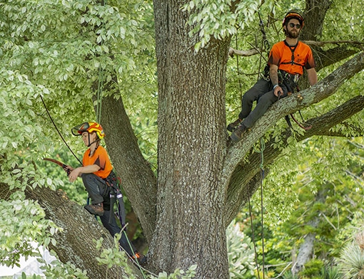 tree prunning image 1